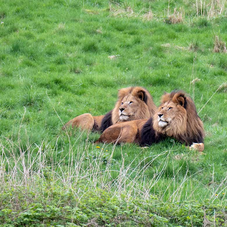 Afrikanische Löwen-Kater SHAWANO und TAMO am 7. April 2024 auf der Löwen-Savanne im Zoologischen Garten der Stadt Wuppertal