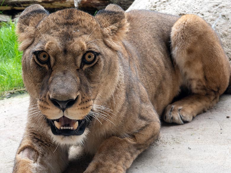 Berberlöwin ALORE am 13. April 2024 auf der Mini-Außenanlage am Löwen-Haus im Wuppertaler Zoo