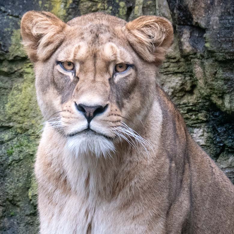 Berberlöwin AMERA am 20. November 2024 auf der Mini-Außenanlage im Löwen-Haus im Wuppertaler Zoo