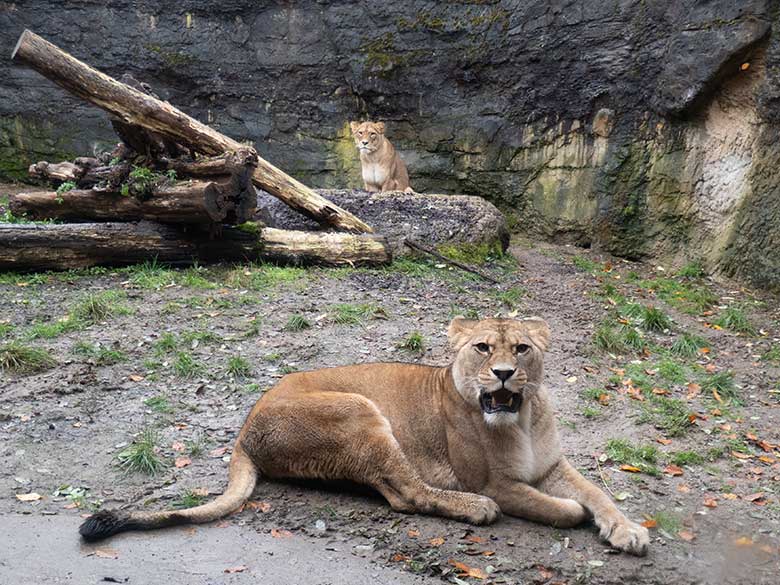 Berberlöwen-Katzen ALORE und AMERA (hinten) am 20. November 2024 auf der Mini-Außenanlage im Löwen-Haus im Grünen Zoo Wuppertal