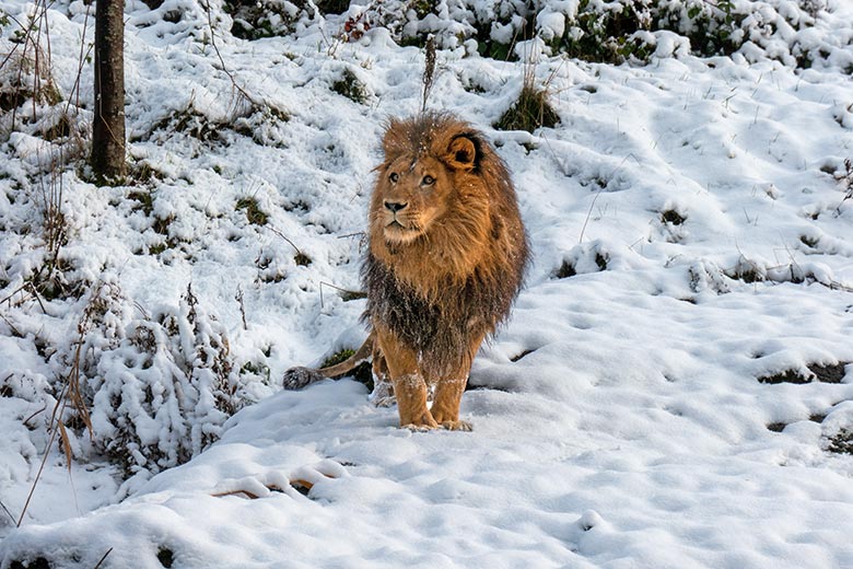 Afrikanischer Löwen-Kater TAMO am 21. November 2024 auf der großen Löwen-Außenanlage im Wuppertaler Zoo