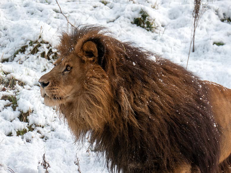 Afrikanischer Löwen-Kater TAMO am 21. November 2024 auf der großen Löwen-Außenanlage im Zoo Wuppertal