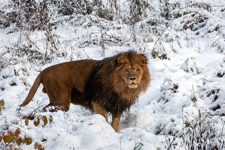 Afrikanischer Löwen-Kater TAMO am 21. November 2024 auf der großen Löwen-Außenanlage im Grünen Zoo Wuppertal