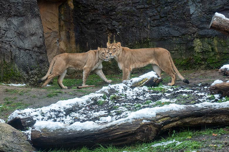 Berberlöwen-Katzen ALORE und AMERA am 23. November 2024 auf der Mini-Außenanlage im Löwen-Haus im Grünen Zoo Wuppertal