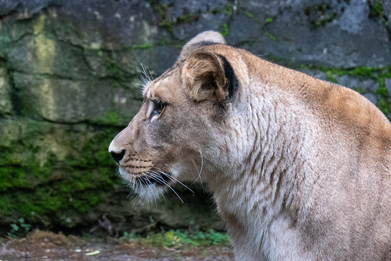 Berberlöwen-Katzen ALORE am 26. Dezember 2024 auf der Mini-Außenanlage im Löwen-Haus im Zoo Wuppertal