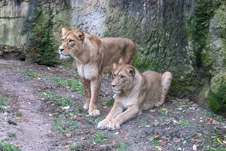 Berberlöwen-Katzen AMERA und ALORE am 25. November 2024 auf der Mini-Außenanlage im Löwen-Haus im Wuppertaler Zoo
