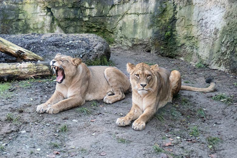 Berberlöwen-Katzen ALORE und AMERA am 29. November 2024 auf der Mini-Außenanlage im Löwen-Haus im Zoologischen Garten Wuppertal