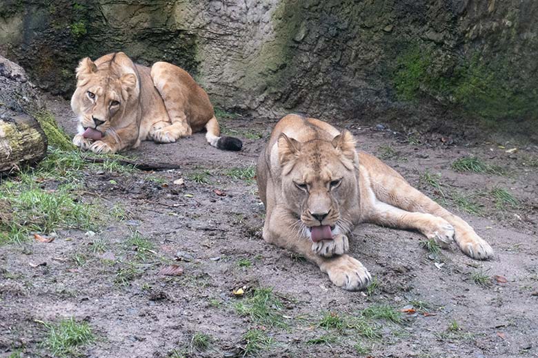Berberlöwen-Katzen ALORE und AMERA am 4. Dezember 2024 auf der Mini-Außenanlage im Löwen-Haus im Wuppertaler Zoo