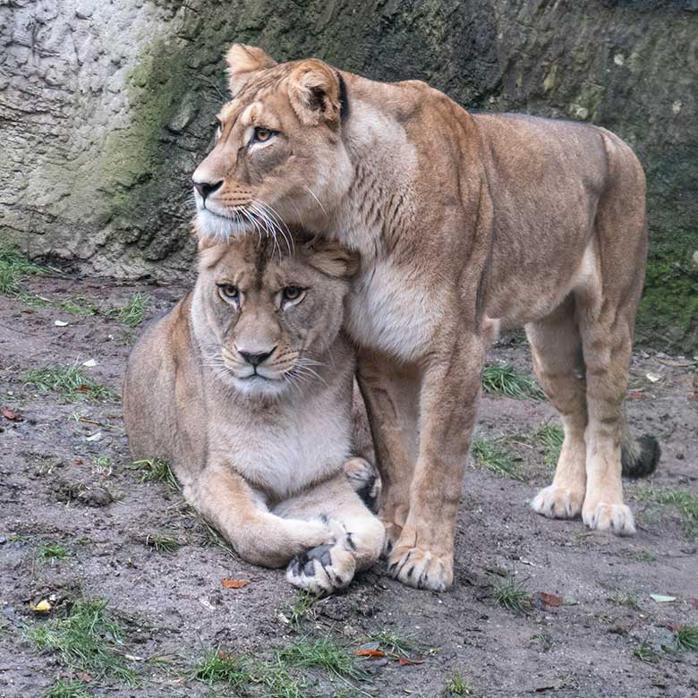 Berberlöwen-Katzen ALORE und AMERA am 4. Dezember 2024 auf der Mini-Außenanlage im Löwen-Haus im Grünen Zoo Wuppertal