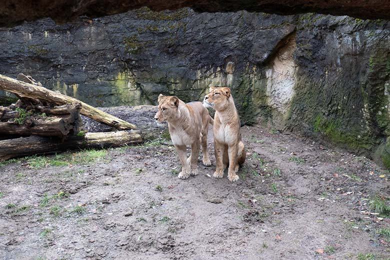 Berberlöwen-Katzen ALORE und AMERA am 8. Dezember 2024 auf der Mini-Außenanlage im Löwen-Haus im Zoo Wuppertal