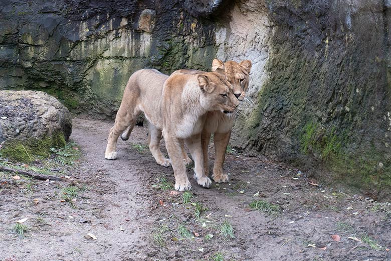 Berberlöwen-Katzen ALORE und AMERA am 8. Dezember 2024 auf der Mini-Außenanlage im Löwen-Haus im Zoologischen Garten der Stadt Wuppertal