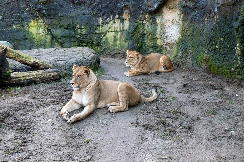 Berberlöwen-Katzen ALORE und AMERA am 27. Dezember 2024 auf der Mini-Außenanlage im Löwen-Haus im Grünen Zoo Wuppertal