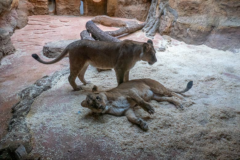 Berberlöwin ALORE und Berberlöwin AMERA (liegend) am 29. Januar 2025 auf der neu gestalteten Liegefläche im Innen-Schaugehege im Löwen-Haus im Grünen Zoo Wuppertal
