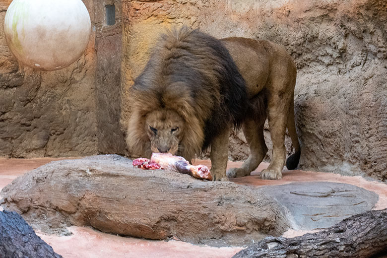 Afrikanischer Löwen-Kater SHAWANO am 6. Februar 2025 im Innen-Schaugehege im Löwen-Haus im Grünen Zoo Wuppertal