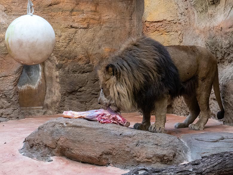 Afrikanischer Löwen-Kater SHAWANO am 6. Februar 2025 im Innen-Schaugehege im Löwen-Haus im Zoologischen Garten Wuppertal