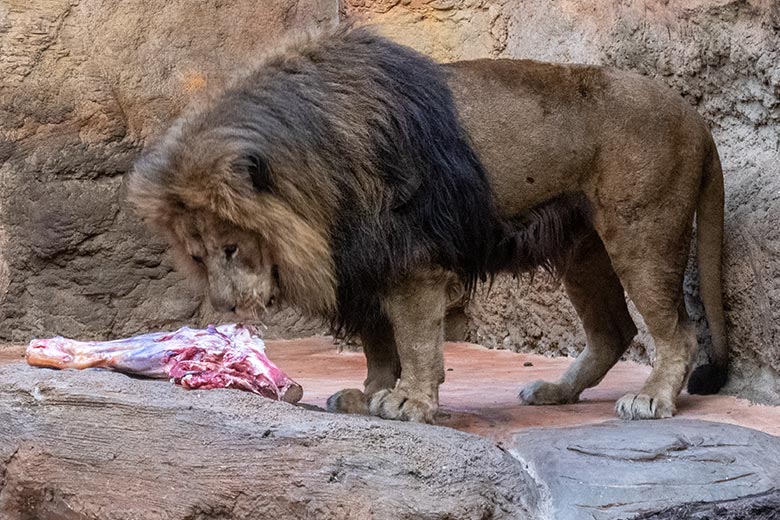 Afrikanischer Löwen-Kater SHAWANO am 6. Februar 2025 im Innen-Schaugehege im Löwen-Haus im Zoo Wuppertal