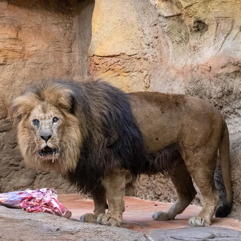 Afrikanischer Löwen-Kater SHAWANO am 6. Februar 2025 im Innen-Schaugehege im Löwen-Haus im Wuppertaler Zoo