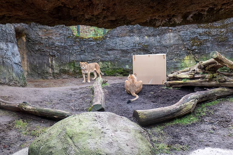 Berber-Löwen-Katze AMERA und ALORE am 9. Februar 2025 auf der Mini-Außenanlage am Löwen-Haus im Grünen Zoo Wuppertal