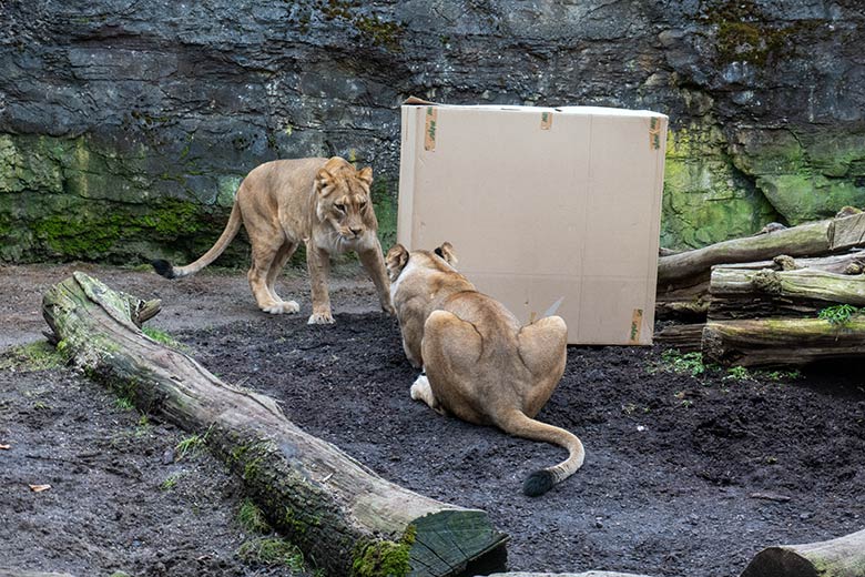 Berber-Löwen-Katze AMERA und ALORE am 9. Februar 2025 auf der Mini-Außenanlage am Löwen-Haus im Zoologischen Garten der Stadt Wuppertal
