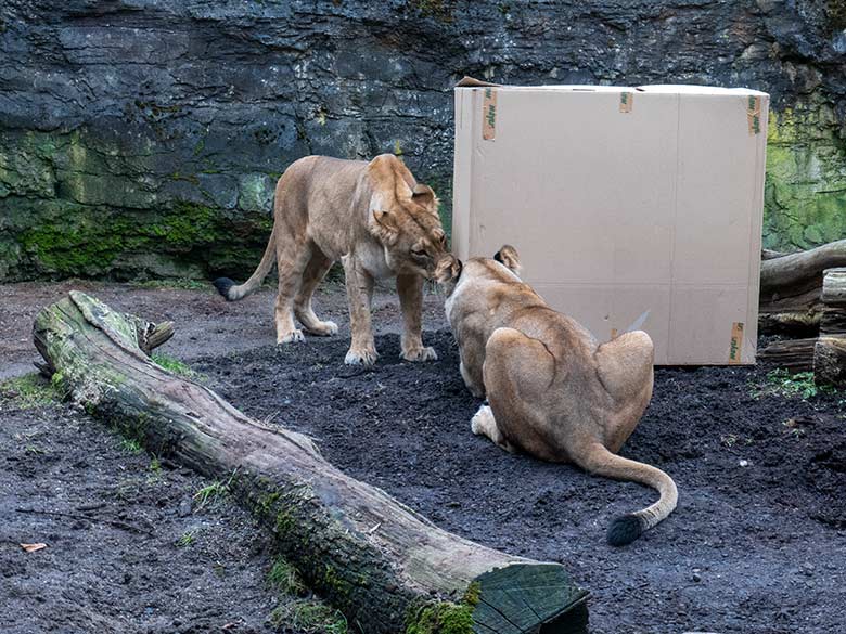 Berber-Löwen-Katze AMERA und ALORE am 9. Februar 2025 auf der Mini-Außenanlage am Löwen-Haus im Zoo Wuppertal