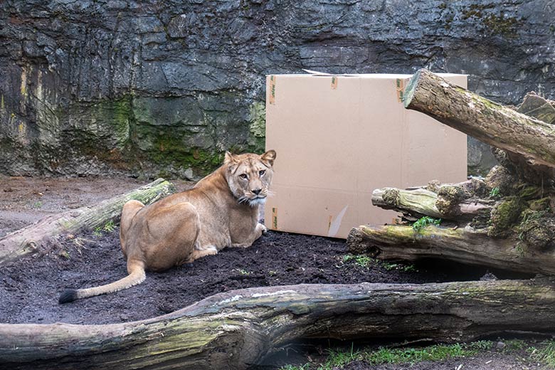Berber-Löwen-Katze ALORE am 9. Februar 2025 auf der Mini-Außenanlage am Löwen-Haus im Grünen Zoo Wuppertal