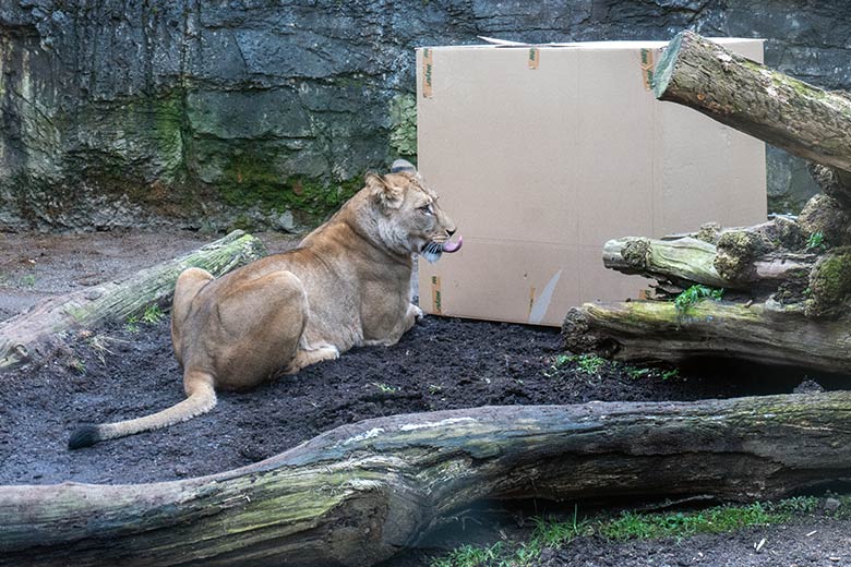Berber-Löwen-Katze ALORE am 9. Februar 2025 auf der Mini-Außenanlage am Löwen-Haus im Zoologischen Garten Wuppertal