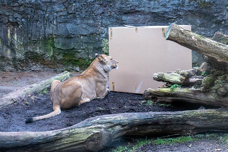 Berber-Löwen-Katze ALORE am 9. Februar 2025 auf der Mini-Außenanlage am Löwen-Haus im Zoo Wuppertal