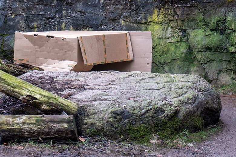 Karton als Beschäftigungs-Material für die Berber-Löwen-Katze AMERA und ALORE am 9. Februar 2025 auf der Mini-Außenanlage am Löwen-Haus im Wuppertaler Zoo