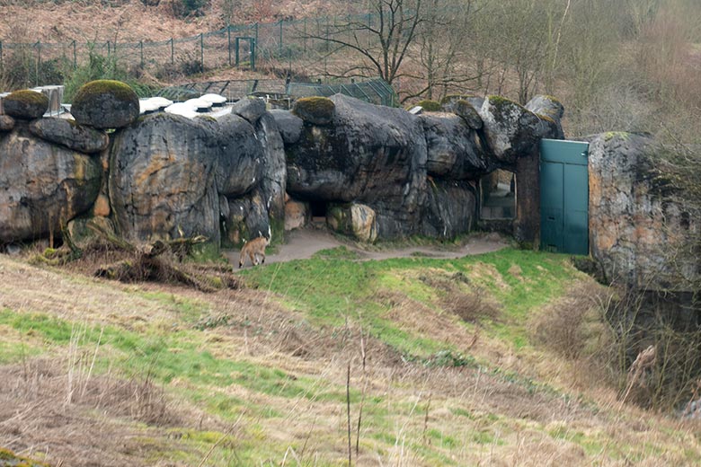 Berber-Löwen-Katze ALORE am 12. Februar 2025 auf der großen Löwen-Außenanlage im Grünen Zoo Wuppertal