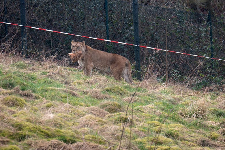 Berber-Löwen-Katze ALORE am 12. Februar 2025 auf der großen Löwen-Außenanlage im Zoologischen Garten Wuppertal