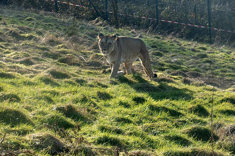 Berber-Löwen-Katze ALORE am 12. Februar 2025 auf der großen Löwen-Außenanlage im Zoo Wuppertal
