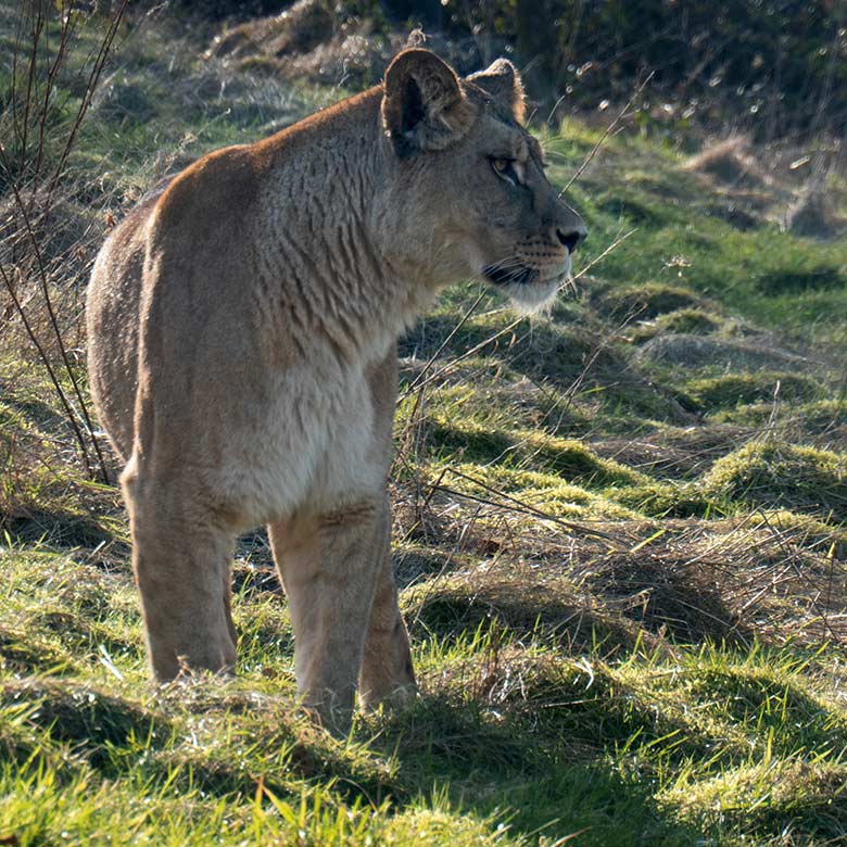 Berber-Löwen-Katze ALORE am 12. Februar 2025 auf der großen Löwen-Außenanlage im Wuppertaler Zoo