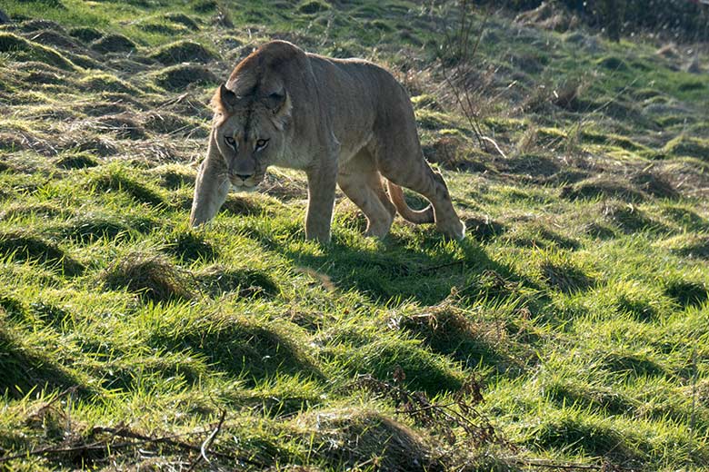 Berber-Löwen-Katze ALORE am 12. Februar 2025 auf der großen Löwen-Außenanlage im Zoologischen Garten der Stadt Wuppertal
