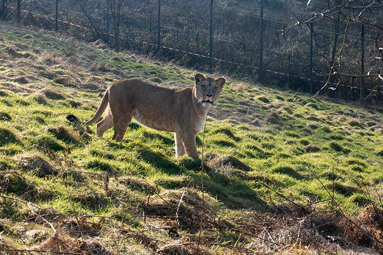 Berber-Löwen-Katze ALORE am 12. Februar 2025 auf der großen Löwen-Außenanlage im Zoo Wuppertal
