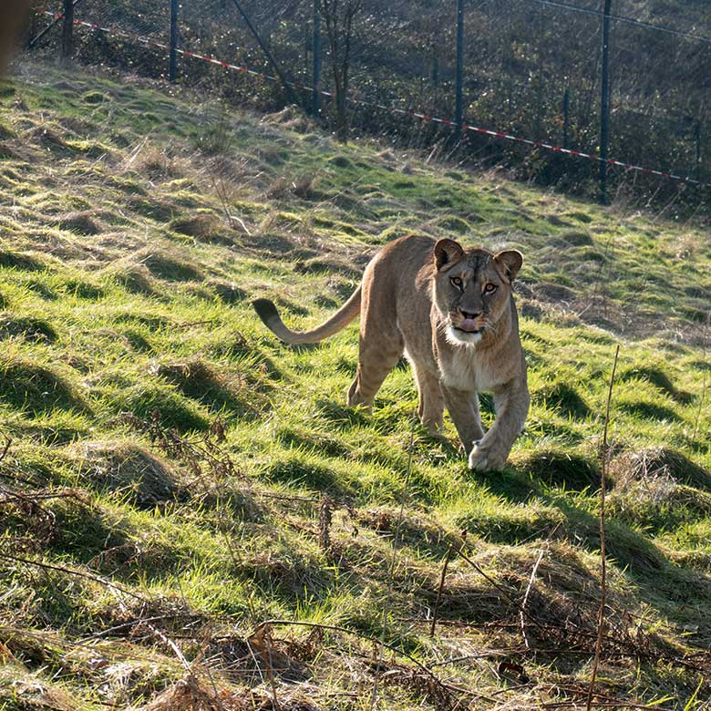Berber-Löwen-Katze ALORE am 12. Februar 2025 auf der großen Löwen-Außenanlage im Wuppertaler Zoo