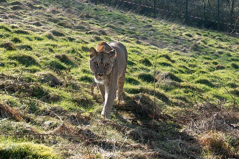 Berber-Löwen-Katze ALORE am 12. Februar 2025 auf der großen Löwen-Außenanlage im Grünen Zoo Wuppertal