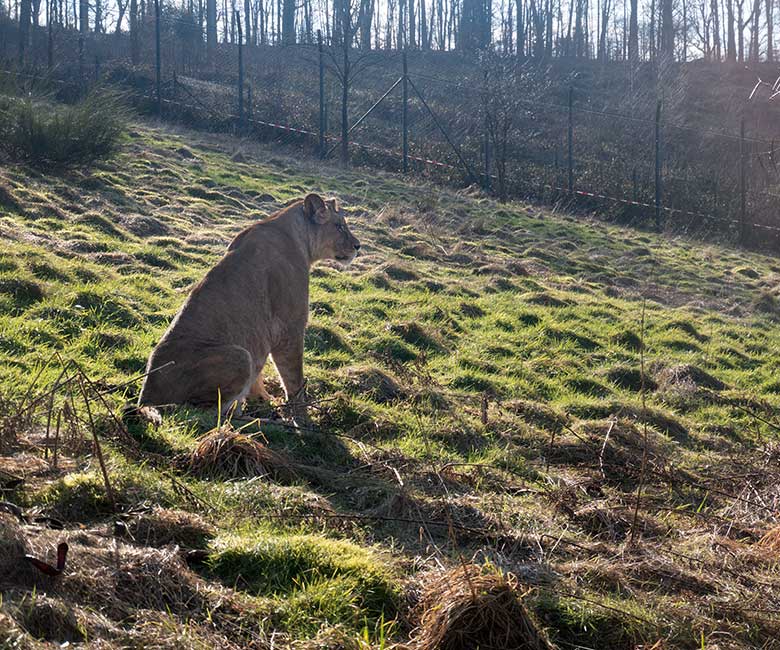 Berber-Löwen-Katze ALORE am 12. Februar 2025 auf der großen Löwen-Außenanlage im Zoologischen Garten Wuppertal