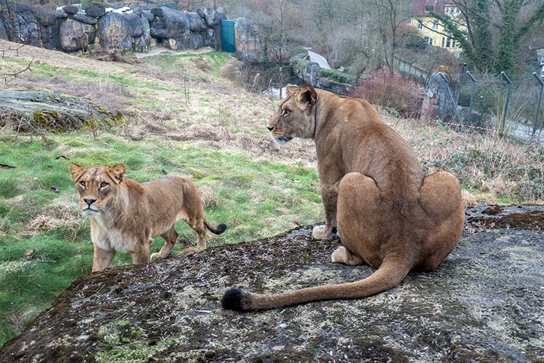 Berber-Löwen-Katze AMERA und Berber-Löwen-Katze ALORE am 20. Februar 2025 am Spähfelsen auf der großen Löwen-Außenanlage im Grünen Zoo Wuppertal