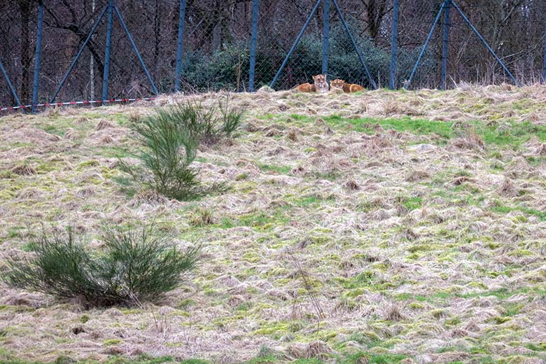 Berber-Löwen-Katze AMERA und Berber-Löwen-Katze ALORE am 24. Februar 2025 oben auf der großen Löwen-Außenanlage im Zoologischen Garten Wuppertal