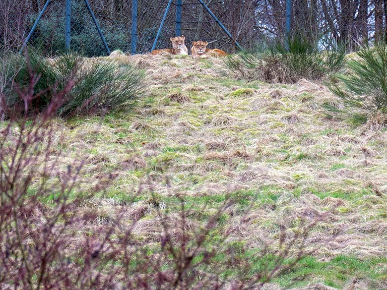 Berber-Löwen-Katze AMERA und Berber-Löwen-Katze ALORE am 24. Februar 2025 oben auf der großen Löwen-Außenanlage im Wuppertaler Zoo