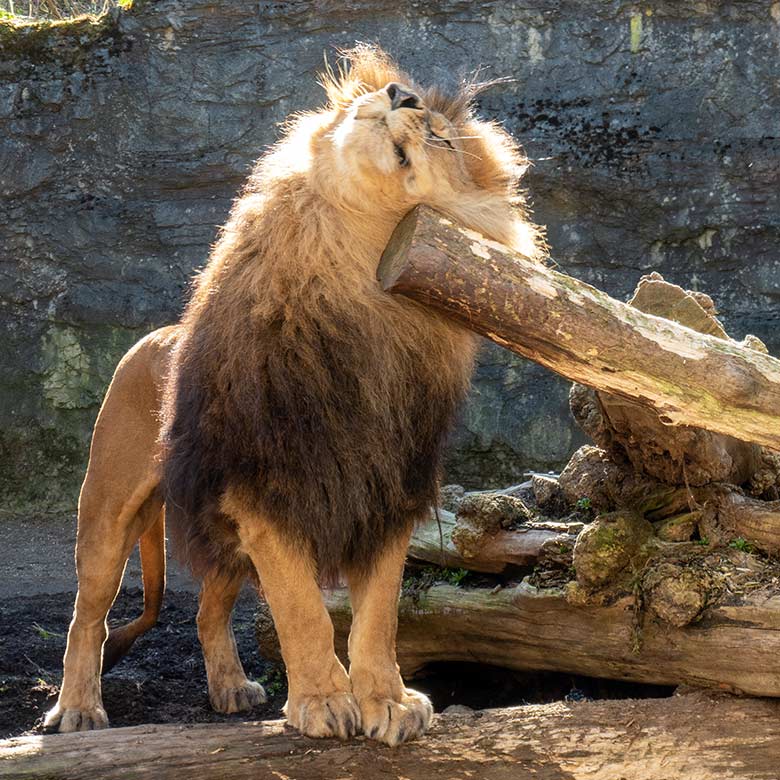 Afrikanischer Löwen-Kater TAMO am 7. März 2025 auf der Mini-Außenanlage am Löwen-Haus im Zoologischen Garten Wuppertal