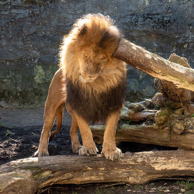 Afrikanischer Löwen-Kater TAMO am 7. März 2025 auf der Mini-Außenanlage am Löwen-Haus im Zoo Wuppertal