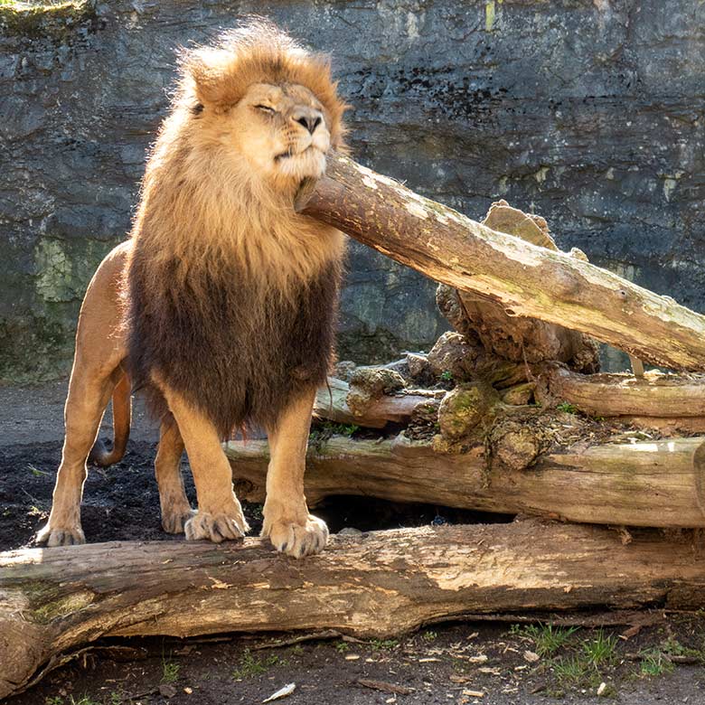 Afrikanischer Löwen-Kater TAMO am 7. März 2025 auf der Mini-Außenanlage am Löwen-Haus im Wuppertaler Zoo