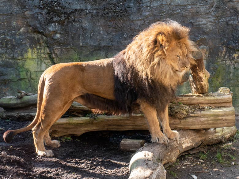 Afrikanischer Löwen-Kater TAMO am 7. März 2025 auf der Mini-Außenanlage am Löwen-Haus im Zoo Wuppertal
