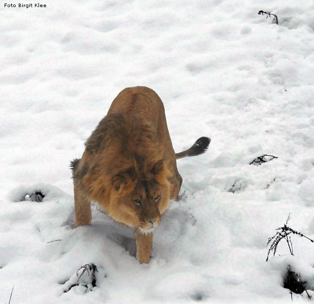 Löwe im Schnee im Wuppertaler Zoo im Dezember 2008 (Foto Birgit Klee)