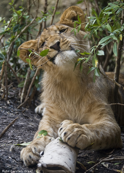 Löwe im Wuppertaler Zoo im Juli 2008 (Foto Carsten Graef)