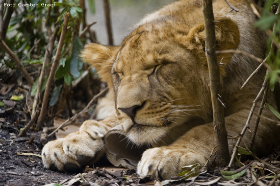 Löwe im Zoo Wuppertal im Juli 2008 (Foto Carsten Graef)