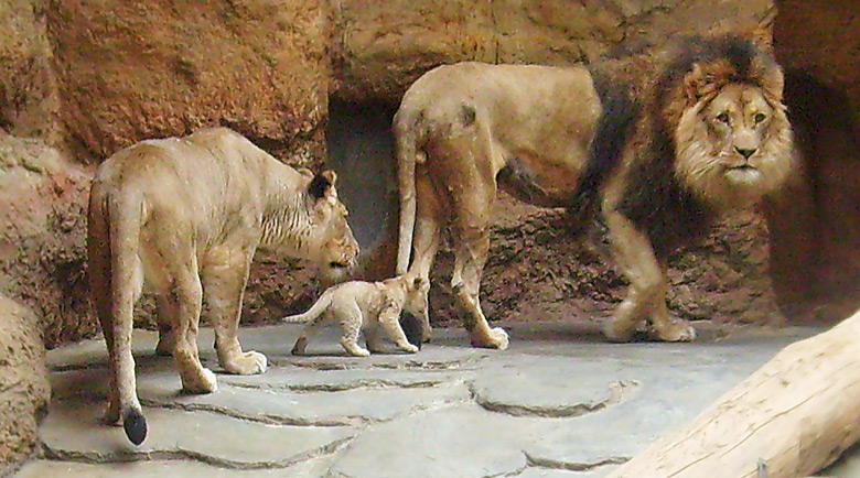 Löwin Kisangani und Löwe Massai mit Löwenbaby im Zoologischen Garten Wuppertal Anfang April 2009