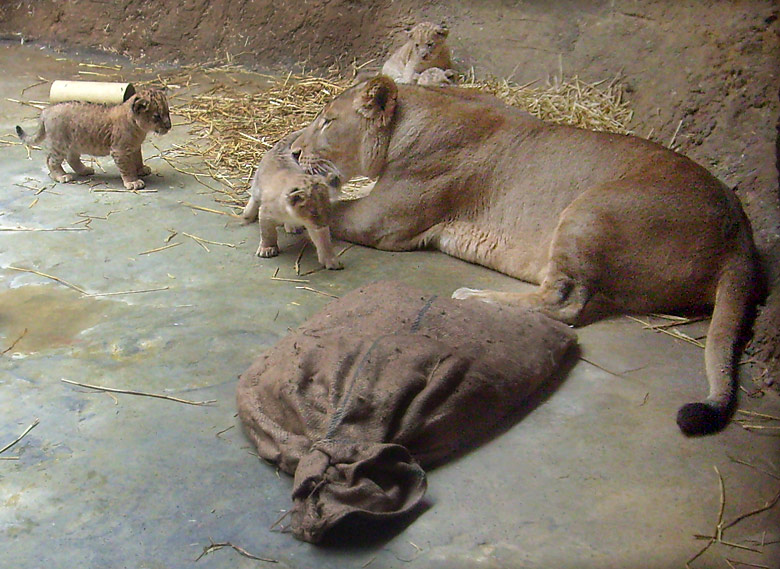 Löwin Kisangani mit Löwenbabys im Zoo Wuppertal Anfang April 2009