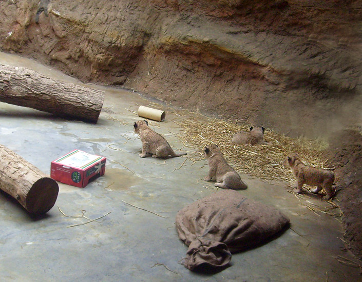 Vier Löwenbabys warteten auf die Löwenmutter im Zoo Wuppertal Anfang April 2009